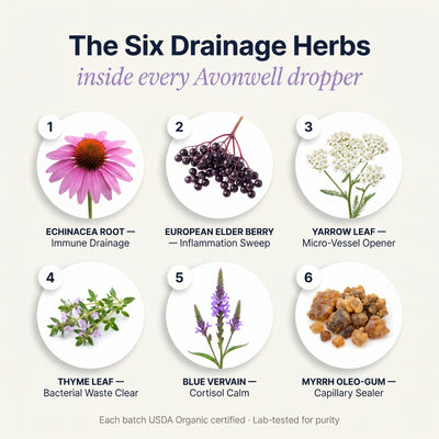 Avonwell Lymphatic — Six ingredients breakdown
